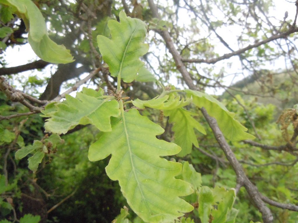 Quercus?